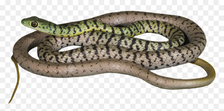How Would This Information About Snakes And Reptiles - Smooth Earth Snake, HD Png Download - reptiles png