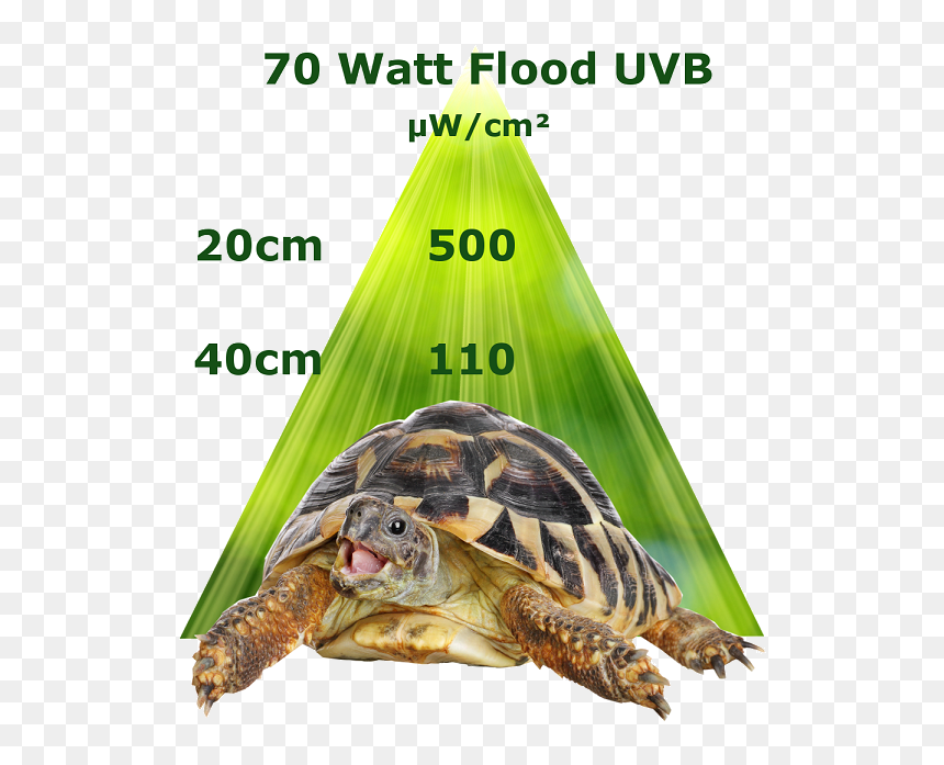 Reptile, HD Png Download - reptiles png