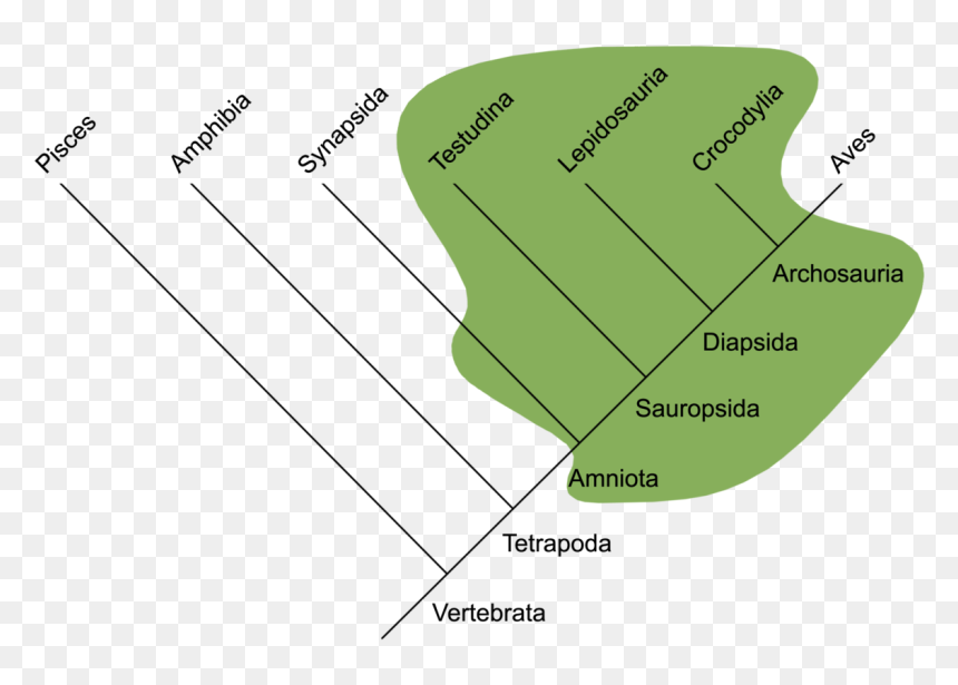 Traditional Reptilia - Repteis Evolução, HD Png Download - reptiles png