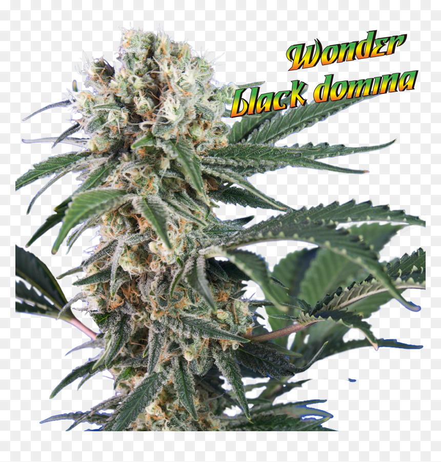 Flower, HD Png Download - weed bud png