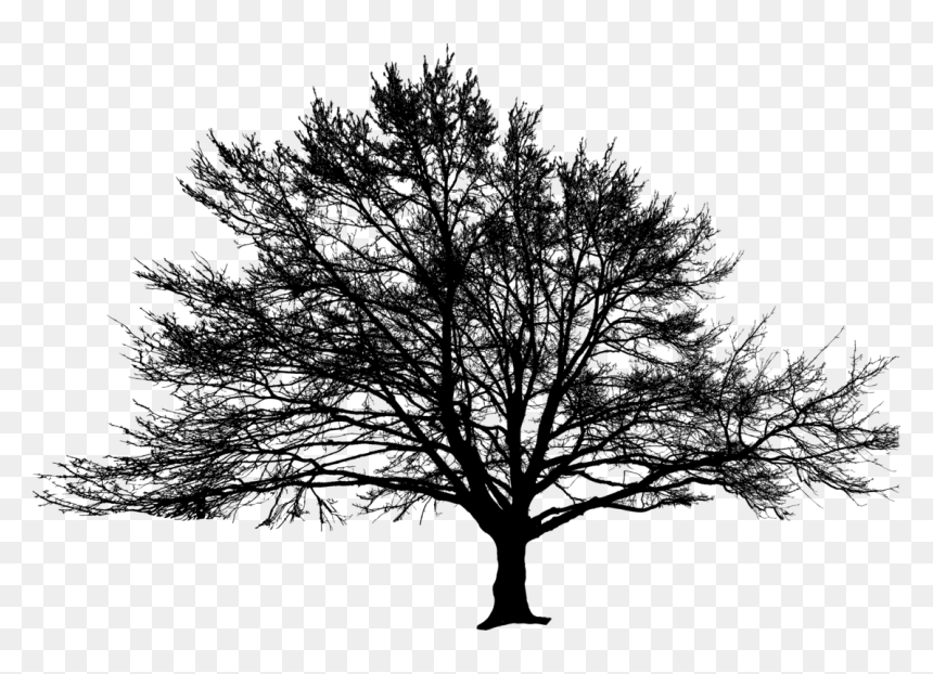 American Larch,white Pine,plant - Oak, HD Png Download - pine branches png