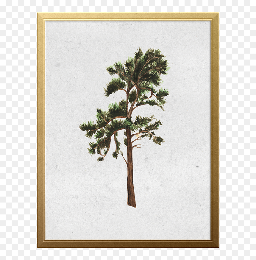 Mexican Pinyon, HD Png Download - pine branches png