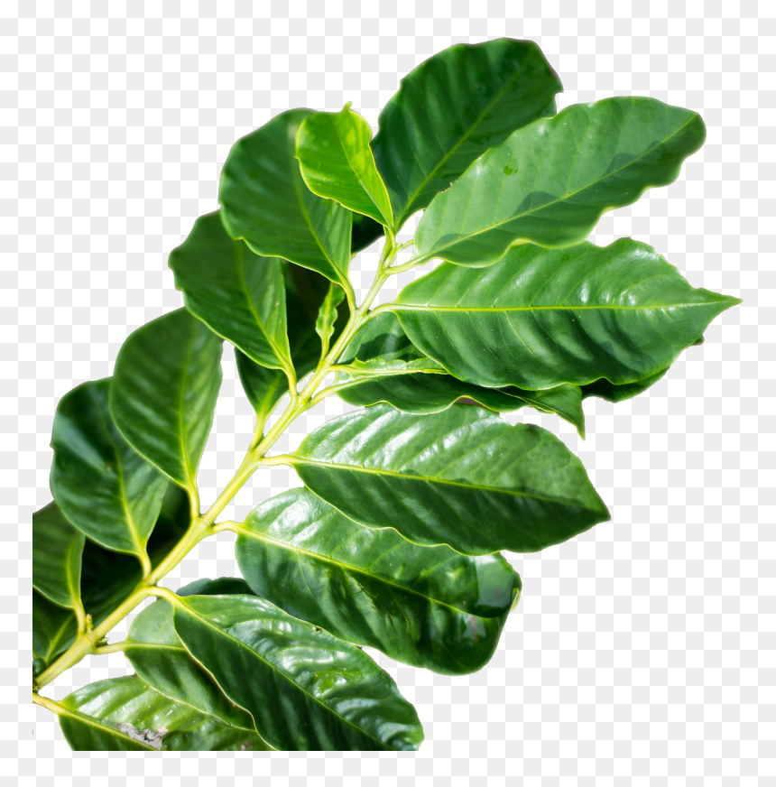 Transparent Tea Leaf Png - Leaves Coffee Plant Png, Png Download - coffee plant png