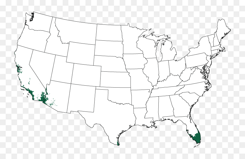 Transparent Coffee Plant Png - Large Us Map With State Names, Png Download - coffee plant png