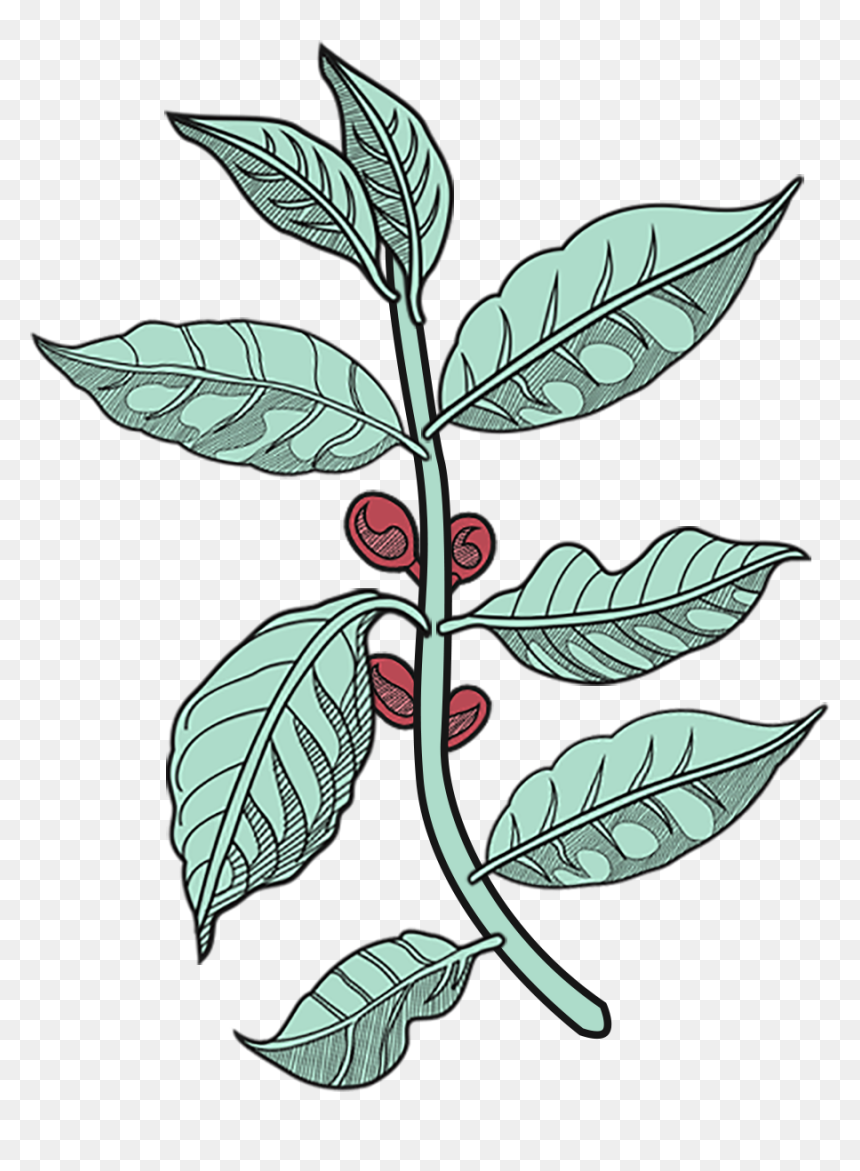 Image Description - Illustration, HD Png Download - coffee plant png