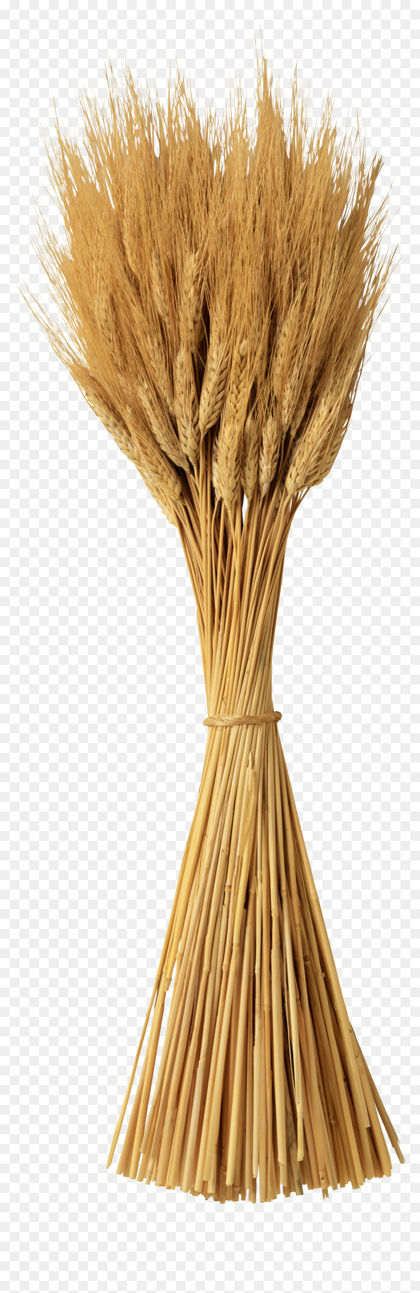 Wheat Png - Колос На Прозрачном Фоне, Transparent Png - fiber png