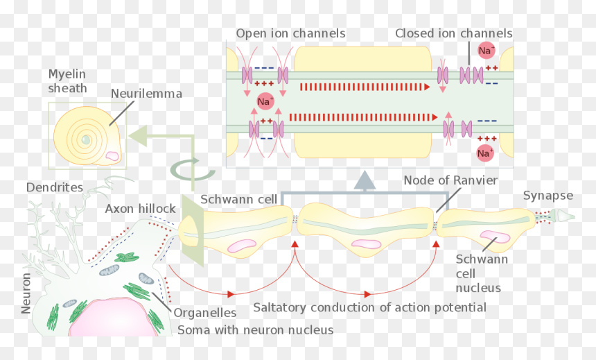 Myelinated And Unmyelinated Nerve Fibre, HD Png Download - fiber png