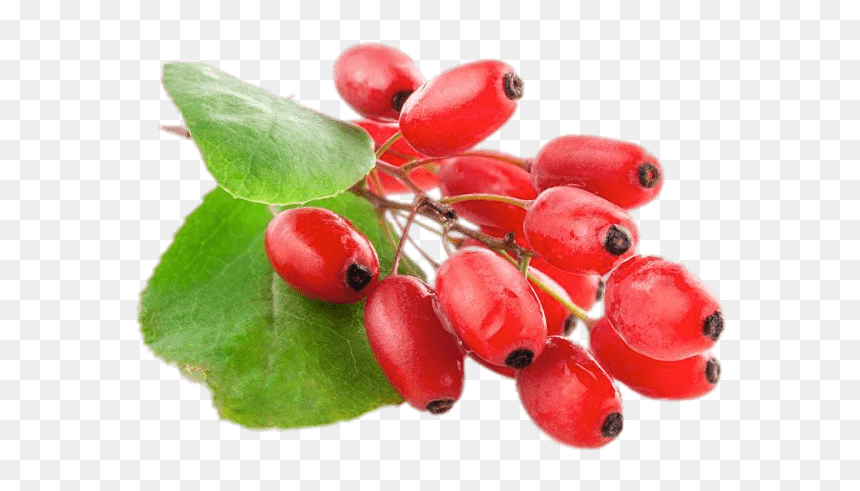 Fresh Goji Berries - Barberry Fruit, HD Png Download - red berry png