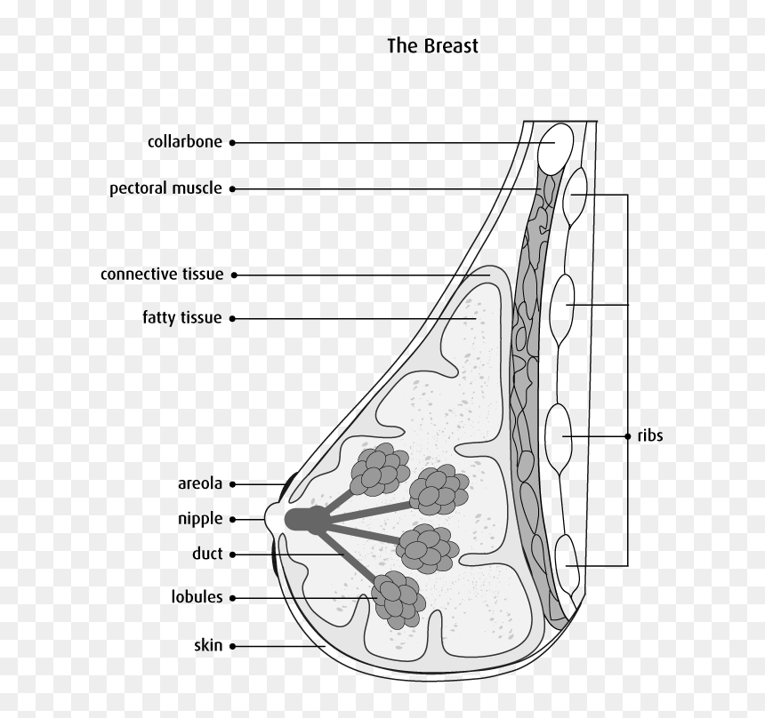 Anatomy Of Breast Simple, HD Png Download - breasts png