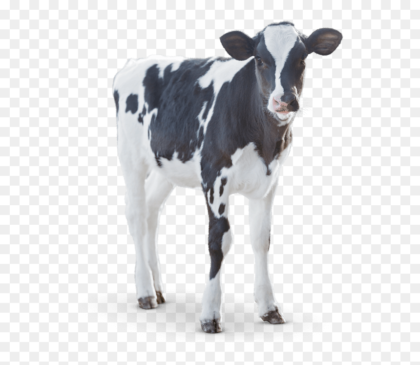 Calf Angus Cattle Milk Dairy Cattle - Dairy Calf, HD Png Download - dairy png