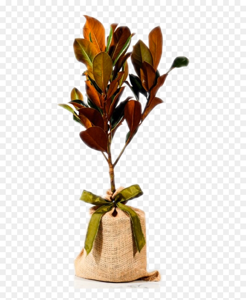 Twig, HD Png Download - burlap bow png
