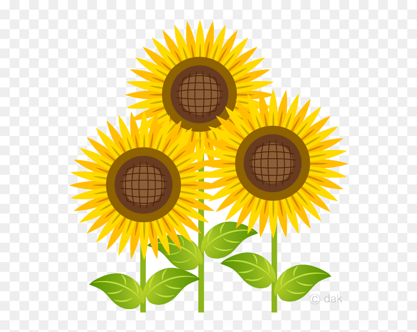 Sunflower Bright Three Clipart Free Picture Transparent - Sunflower Clipart, HD Png Download - sunflower frame png