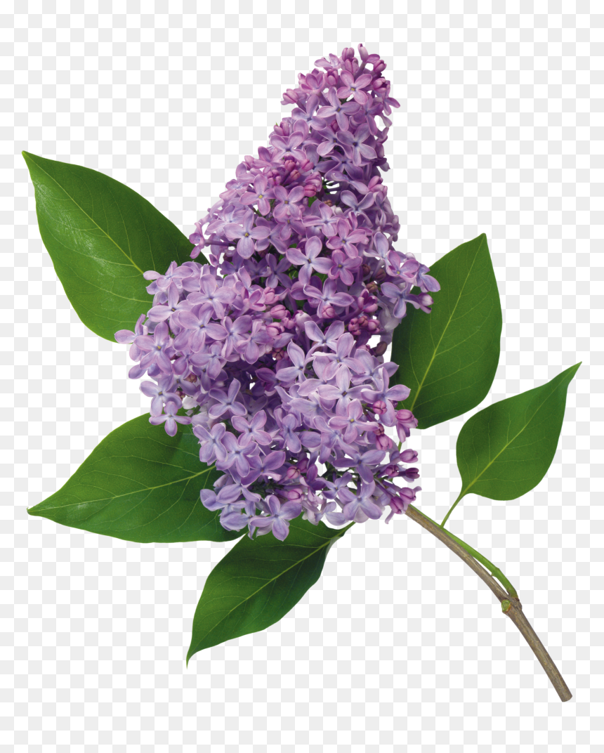 Lilac Png - Lilacs Png, Transparent Png - lilac flower png