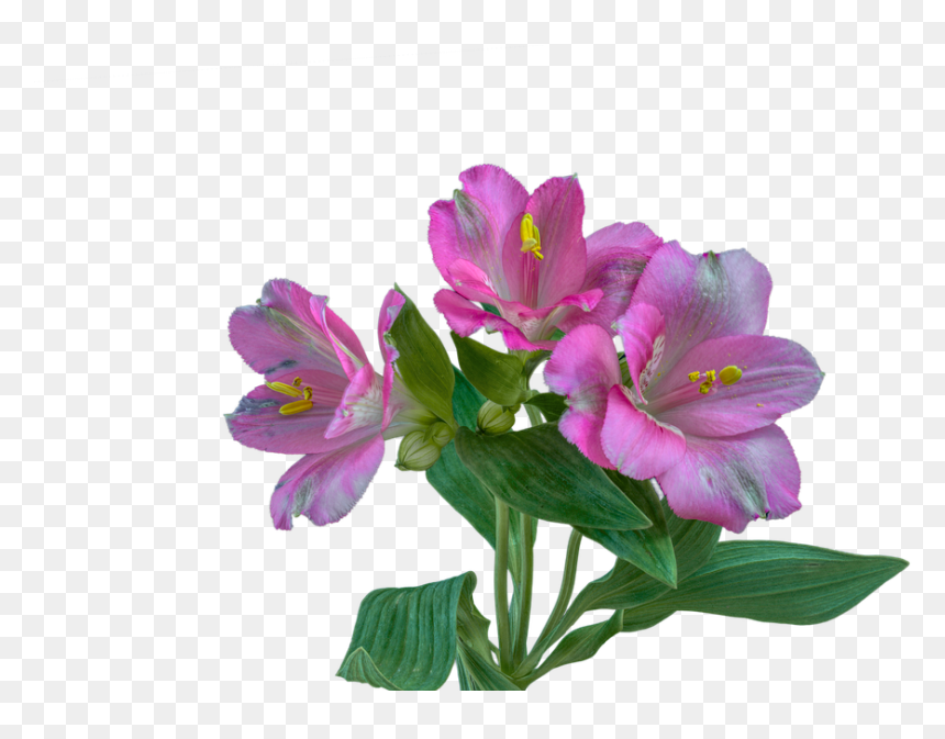 Alstroemeria Flower Meaning, HD Png Download - lilac flower png