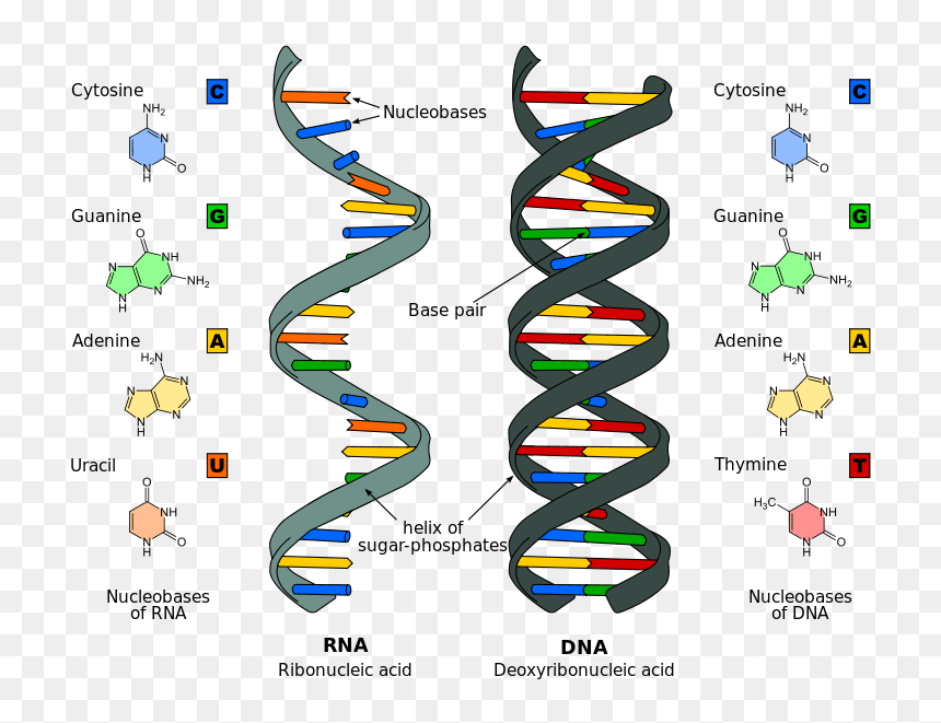 Clip Art The Differences Between And - Nucleic Acid, HD Png Download - dna clipart png