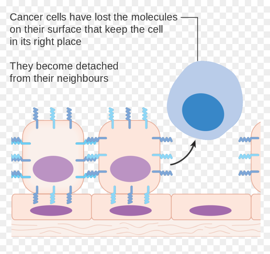 Do We All Have Cancer Cell, HD Png Download - cancer cell png