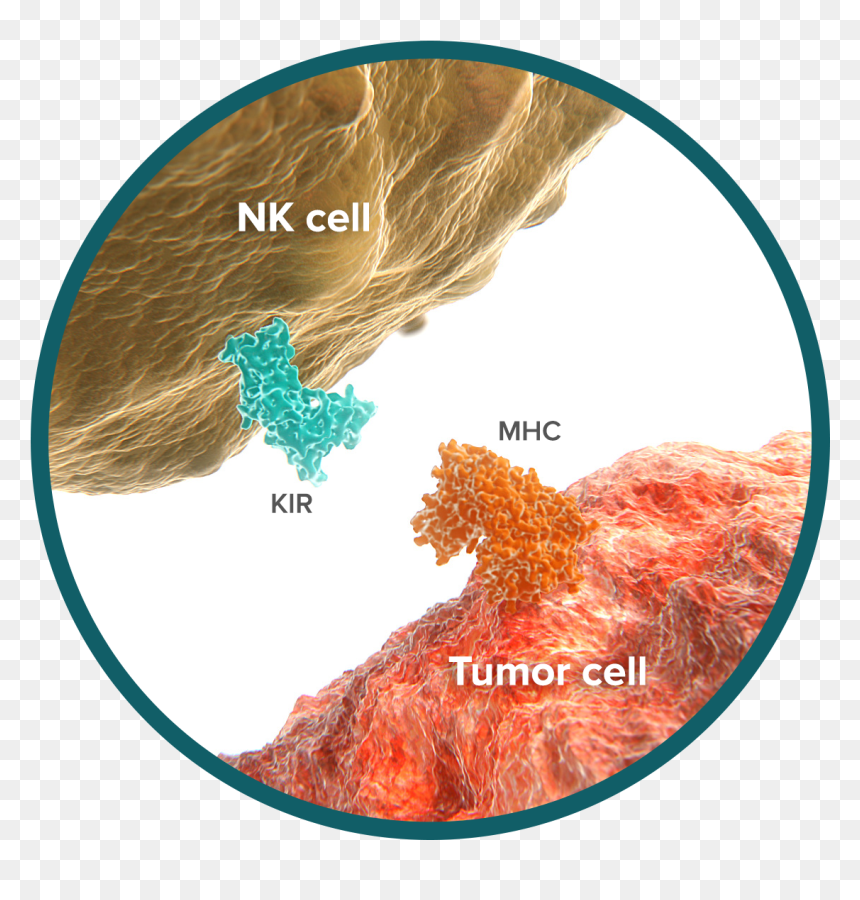 Did You Know That We Develop “cancer” Cells Every Day - Pd L1 Pd L2, HD Png Download - cancer cell png
