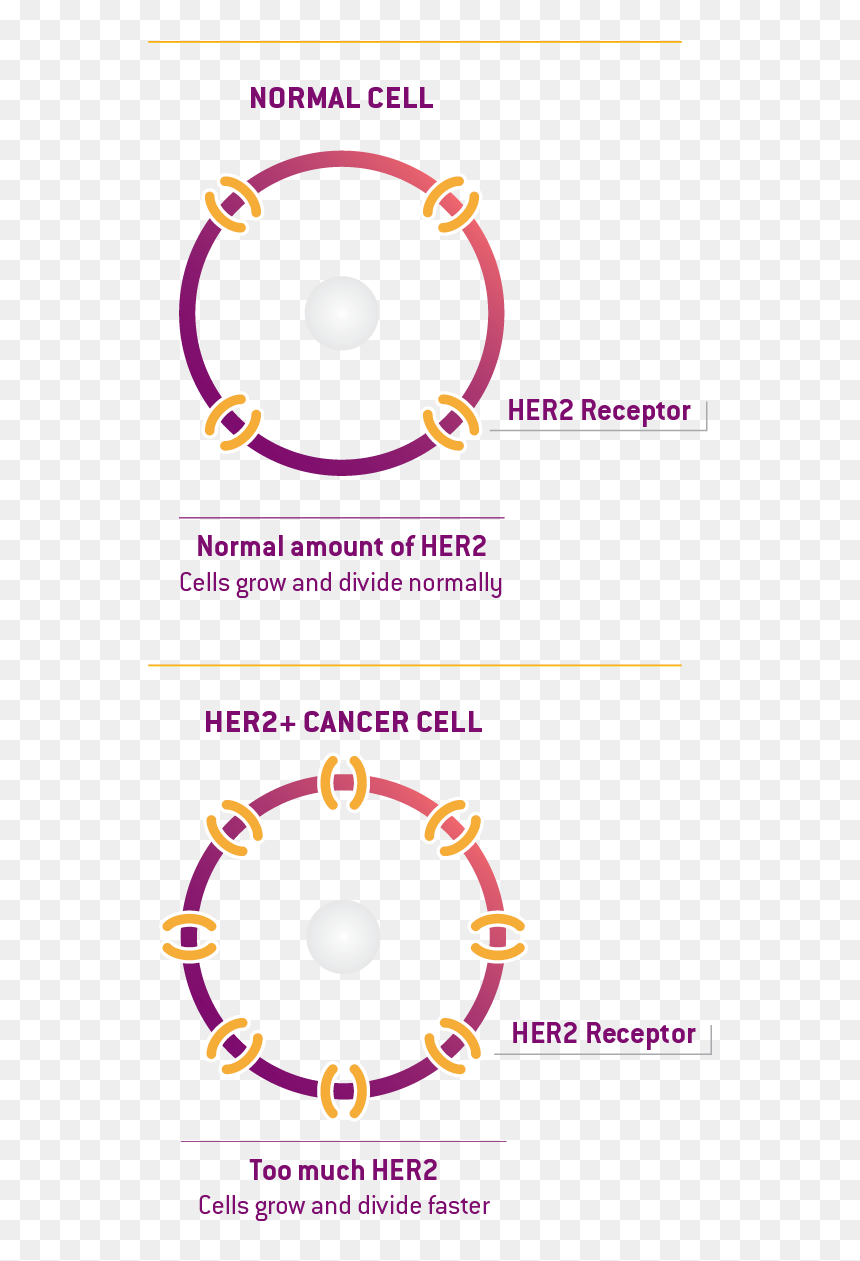 Normal Cell Vs Her2 Cancer Cell - Circle, HD Png Download - cancer cell png