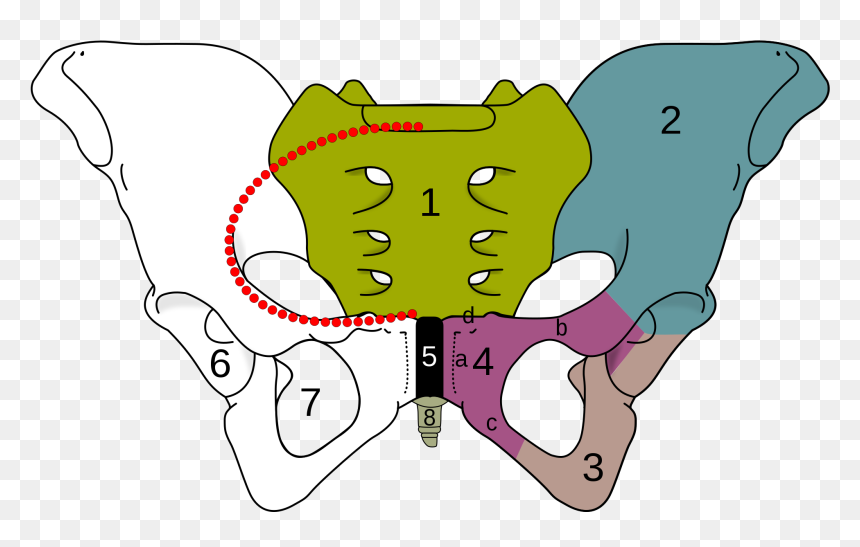 Transparent Cartoon Bone Png - Obturator Foramen, Png Download - cartoon dog bone png