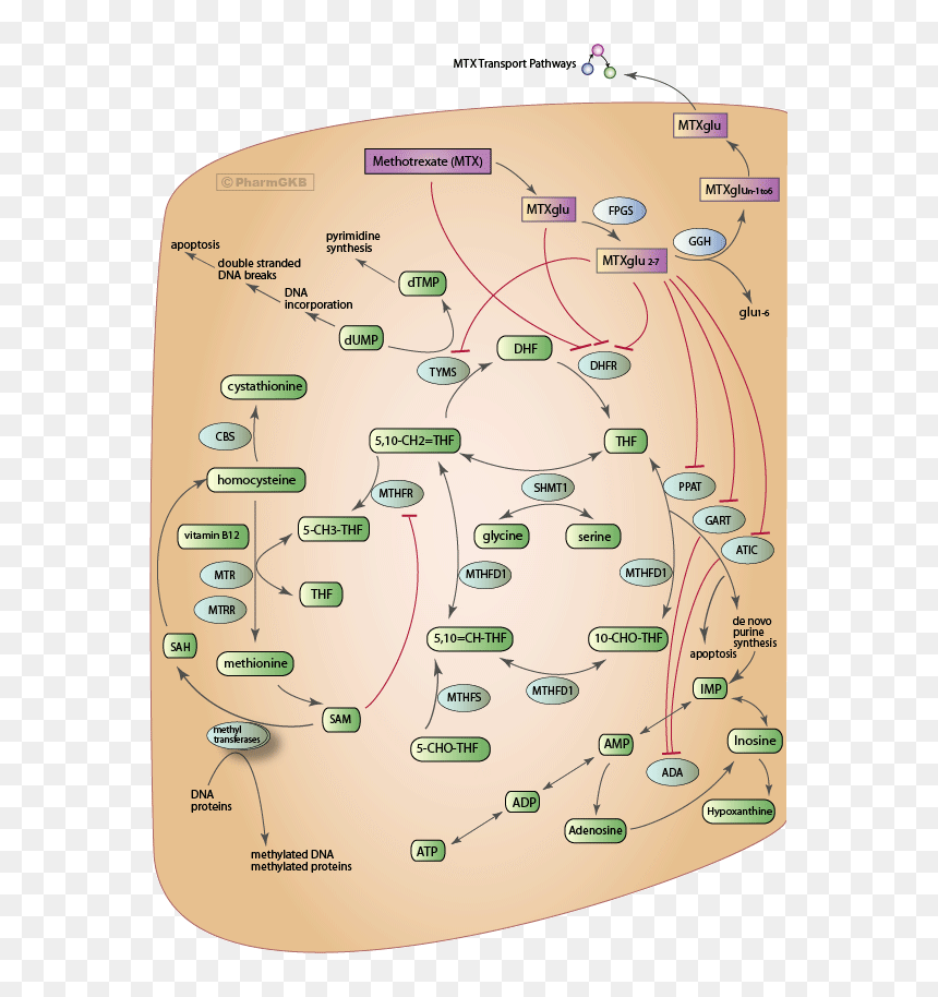 Antimetabolites Pathway, HD Png Download - cancer cell png