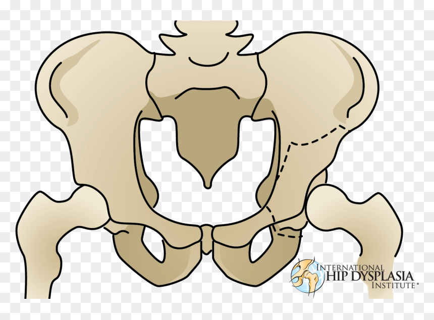 Pao Hip, HD Png Download - cartoon dog bone png