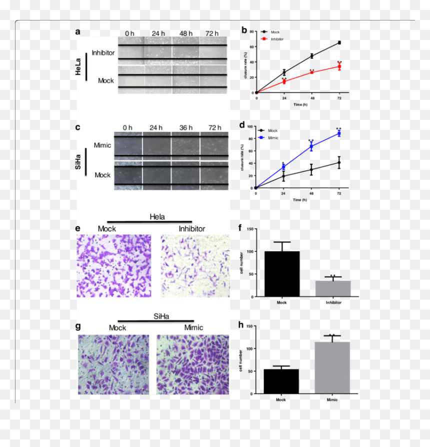 Diagram, HD Png Download - cancer cell png