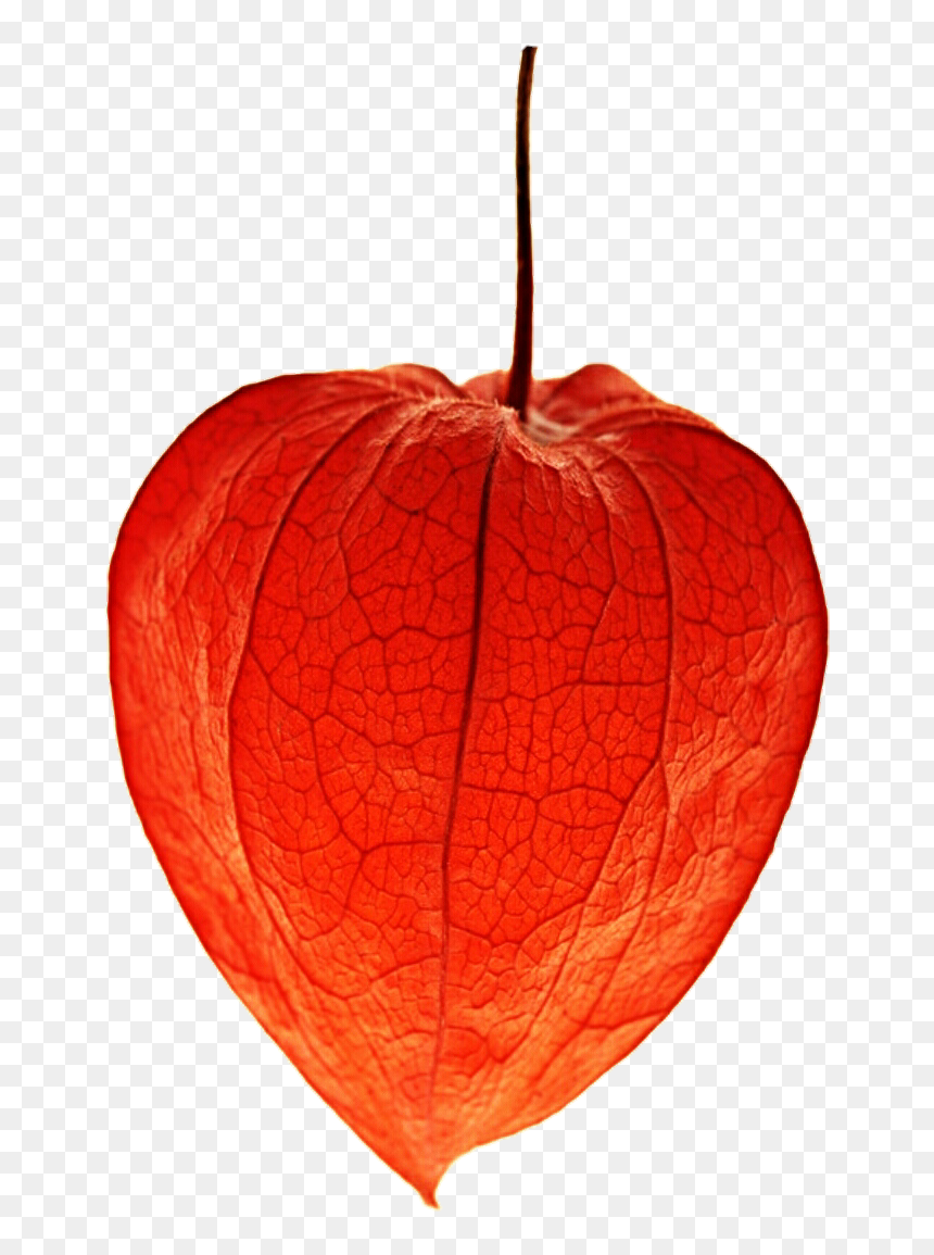 Transparent Chinese Flower Png - Chinese Lantern Flower Png, Png Download - chinese flower png