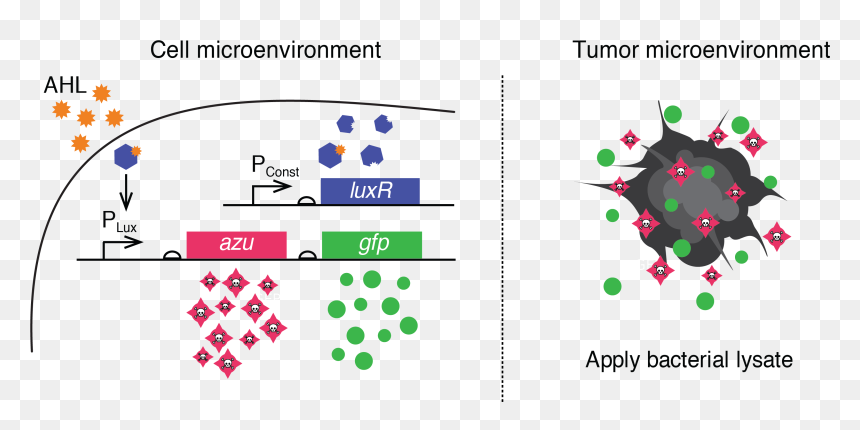 Diagram, HD Png Download - cancer cell png