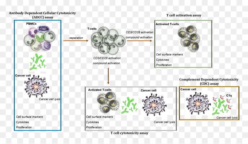 Circle, HD Png Download - cancer cell png