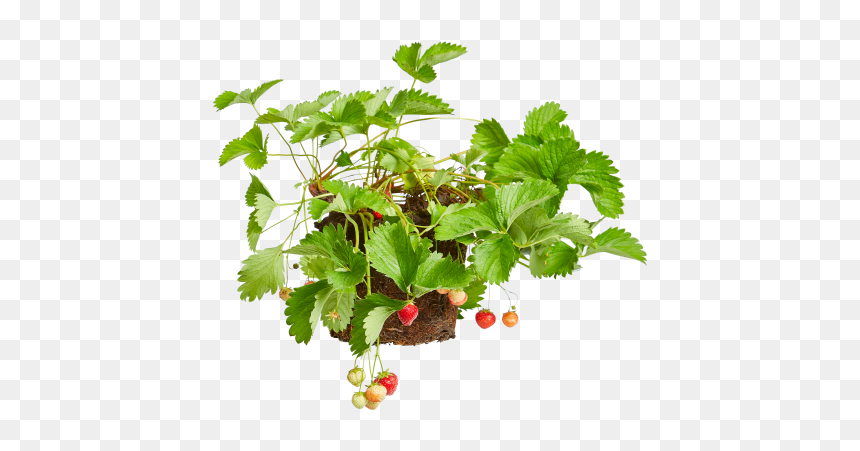 Strawberry Plant - Currant, HD Png Download - strawberry plant png