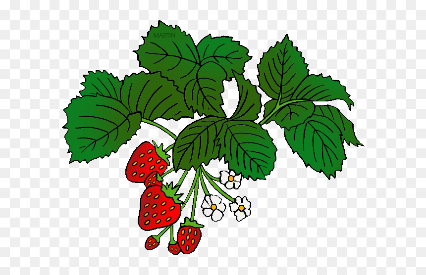 Bushes Clipart Strawberry - Food Chains Year 2, HD Png Download - strawberry plant png
