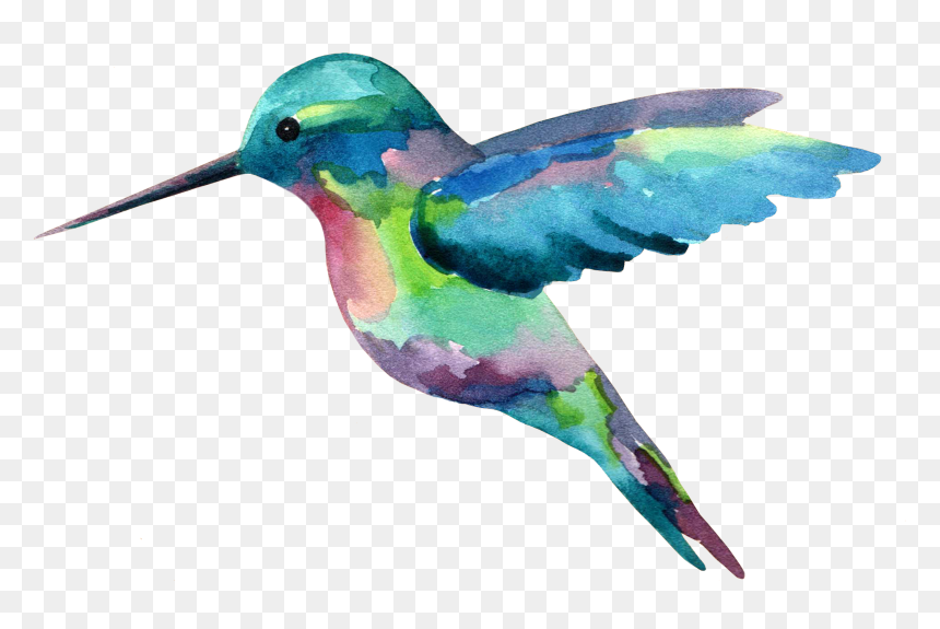 The “long Hawaiian Shirt Journey” Mind Modeling Dementia - Hummingbird With Clear Background, HD Png Download - watercolor bird png