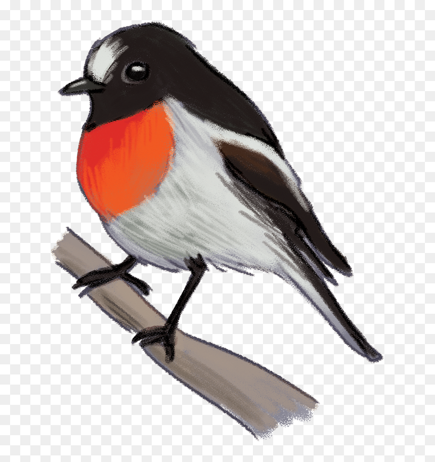 Scarlet-robin - European Robin, HD Png Download - watercolor bird png