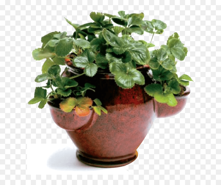 Flowerpot, HD Png Download - strawberry plant png
