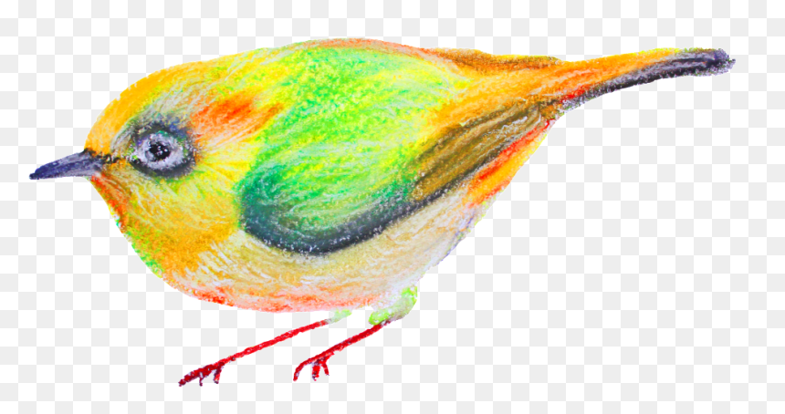 Watercolor Cartoon Birds Transparent Ornamental - Coraciiformes, HD Png Download - watercolor bird png