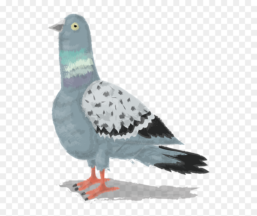 Gull, HD Png Download - watercolor bird png