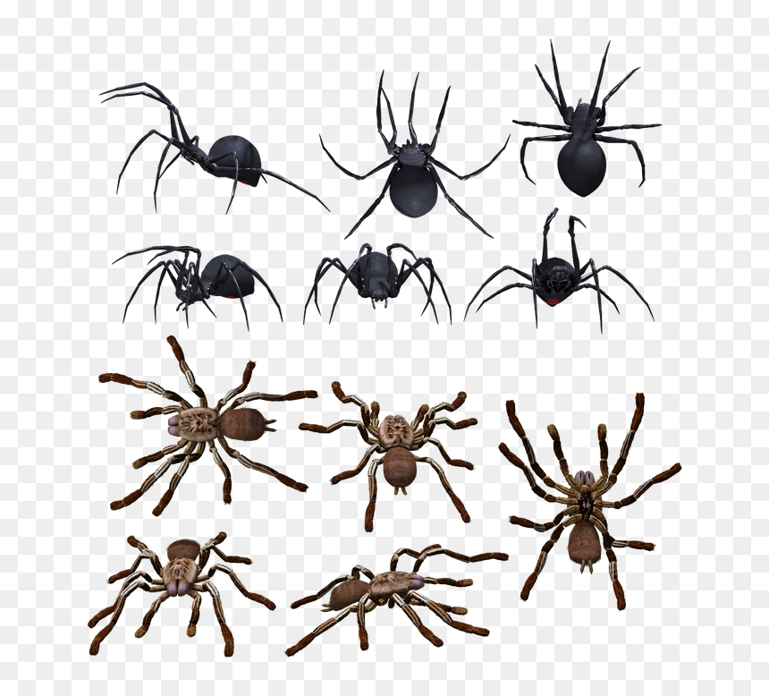 All Types Of Spiders, HD Png Download - araña png