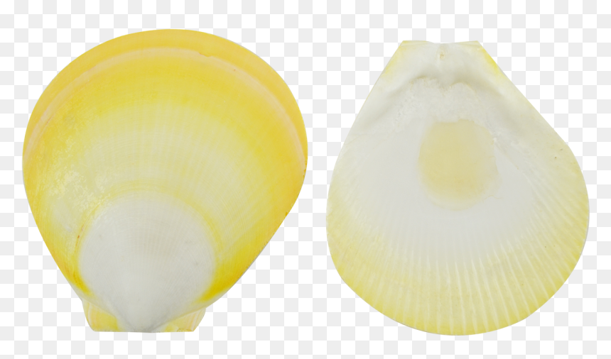 Yellow Sun, HD Png Download - yellow sun png