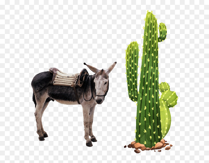 Transparent Servicio A Domicilio Png - Plantas Del Desierto, Png Download - cactus mexicano png
