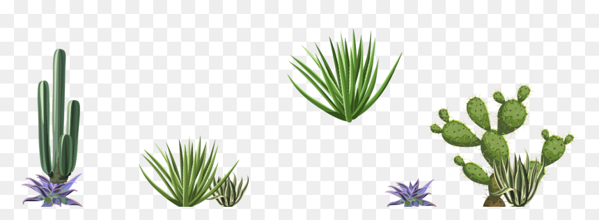 Agave, HD Png Download - cactus mexicano png