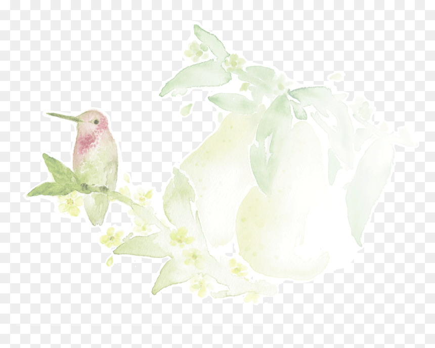 Illustration, HD Png Download - pears png