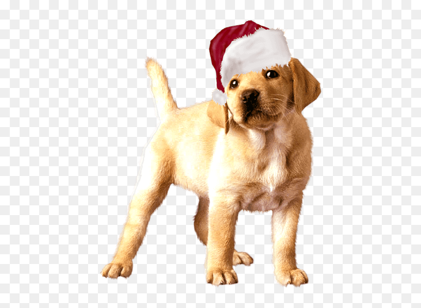 Golden Retriever Gif Png, Transparent Png - gorros de navidad png