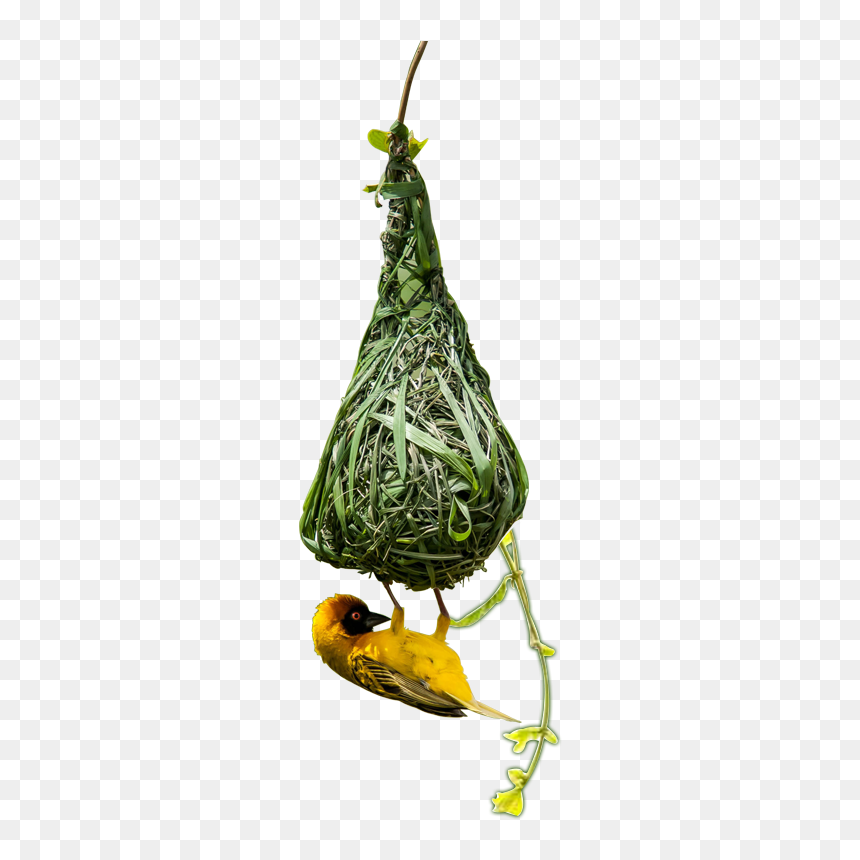 Eurasian Golden Oriole, HD Png Download - seaweed silhouette png