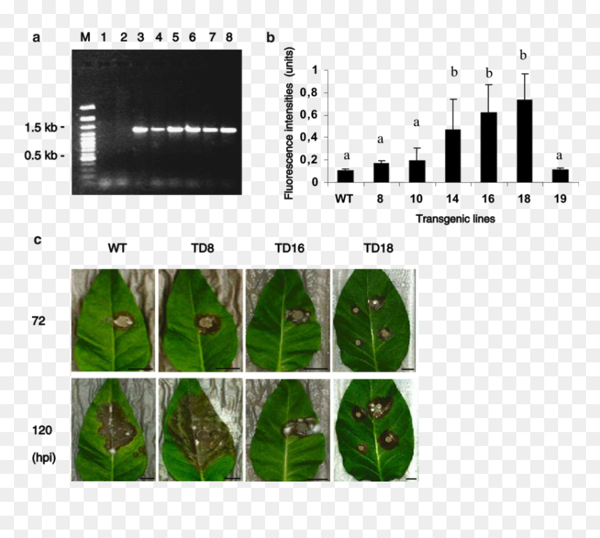 Transparent Tobacco Plant Png - Plant Pathology, Png Download - tobacco plant png