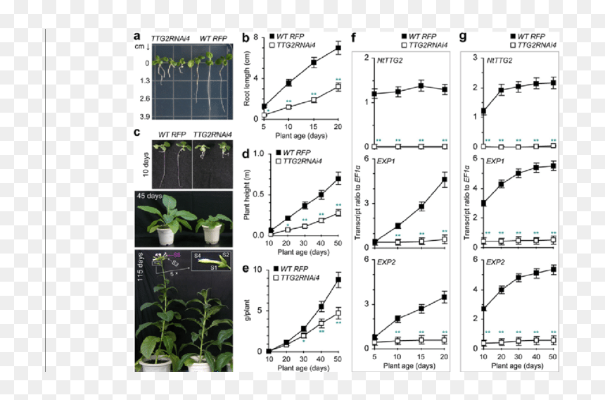 Diagram, HD Png Download - tobacco plant png