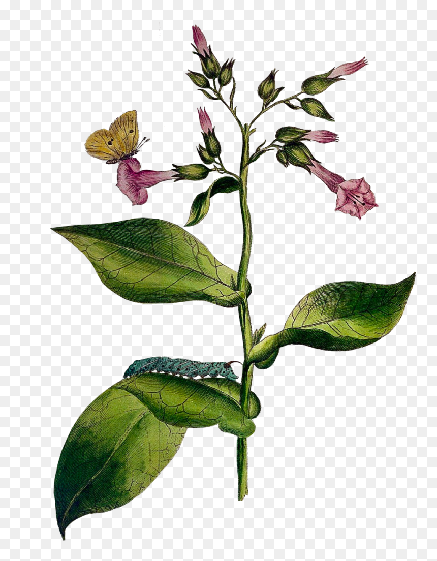 Acianthera Pectinata, HD Png Download - tobacco plant png