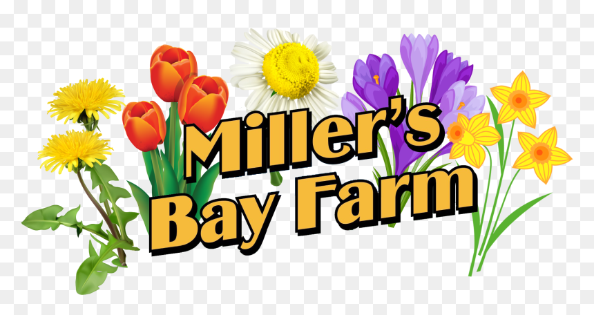 Transparent May Flowers Png - Tulip, Png Download - may flowers png