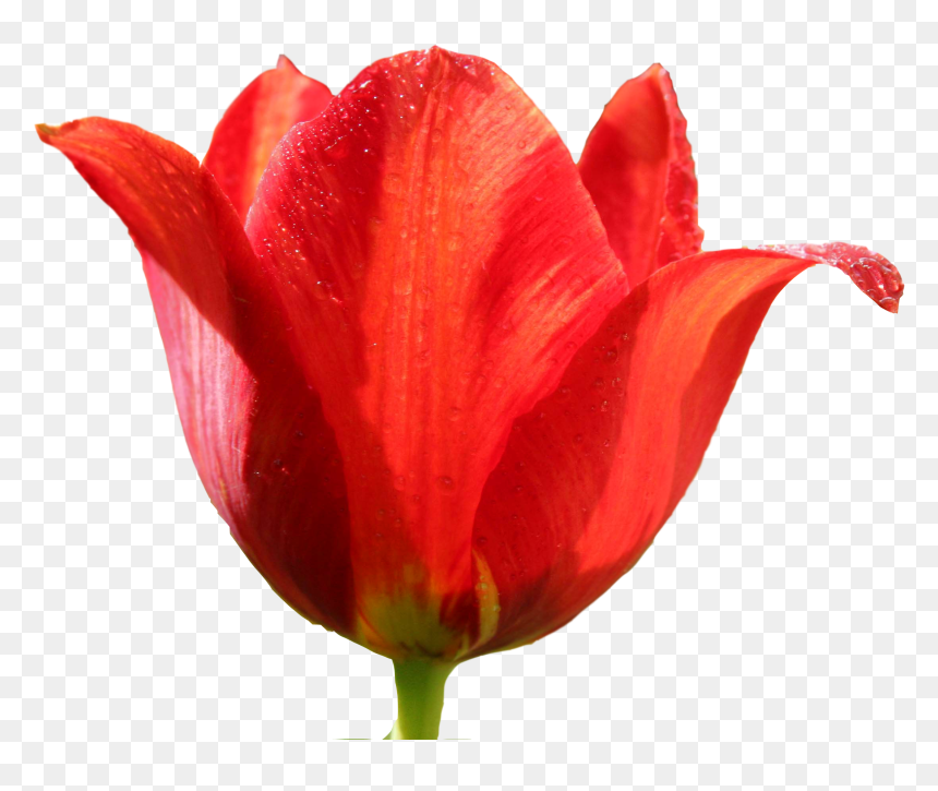 Png Images Free Download - Red Tulip Png, Transparent Png - may flowers png