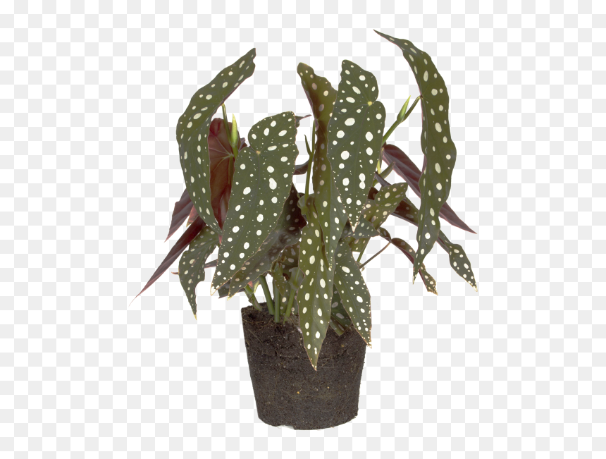 Polka Dot Begonia - Begonia Maculata, HD Png Download - begonia png