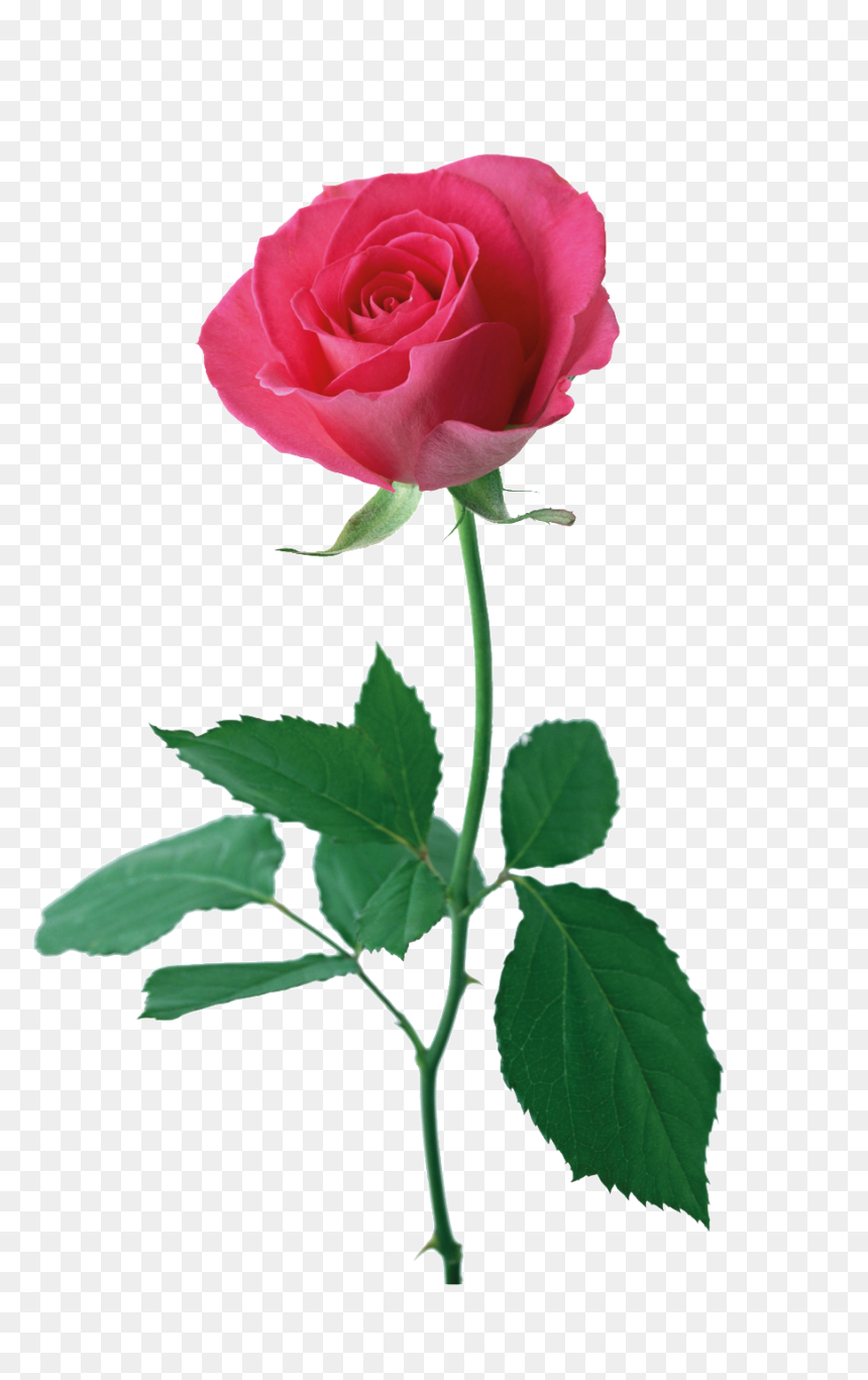 Rosa Roja Cartoon Png Transparente - Rose Good Morning Download, Png Download - rosa roja png
